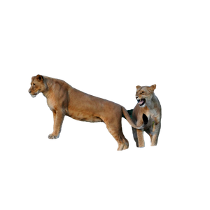 Two Lionesses Standing On A Rock Surrounded By Greenery In A Wildlife Setting. 17923 - Cat PNG image with transparent background